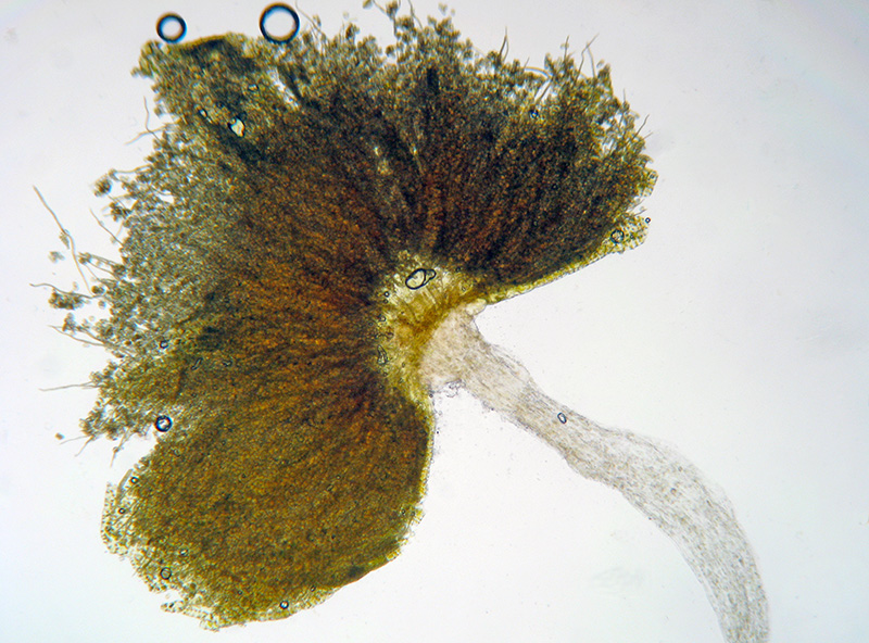 Marchantia polymopha